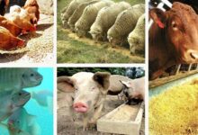Factory Farming: The Engine of Cruelty, Collapse, and Climate Crisis 4