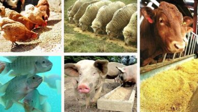 Factory Farming: The Engine of Cruelty, Collapse, and Climate Crisis 6