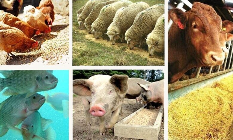 Factory Farming: The Engine of Cruelty, Collapse, and Climate Crisis 1