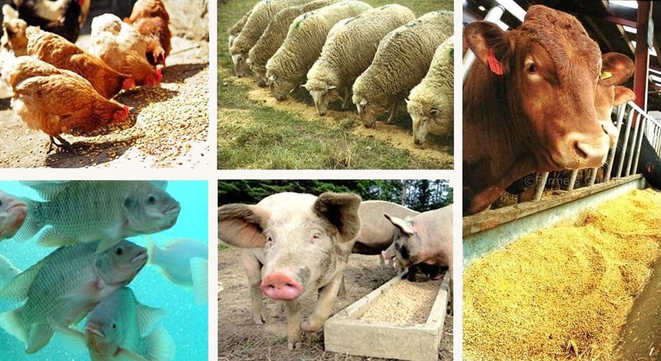 Factory Farming: The Engine of Cruelty, Collapse, and Climate Crisis 2