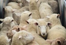 آینده‌ای بدون ظلم: چرا باید دامداری صنعتی را پشت سر بگذاریم؟ 1