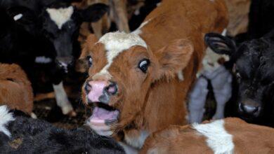 Factory Farming Crisis: The Urgent Case for a Global Shift to Plant-Based Living 6