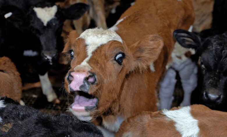 Factory Farming Crisis: The Urgent Case for a Global Shift to Plant-Based Living 1
